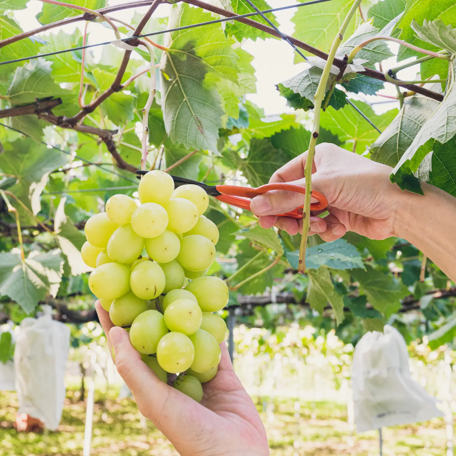 長野 シャインマスカット 1房 約650g - 画像 (4)